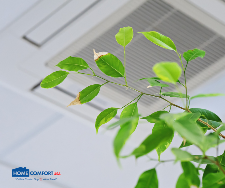 plant next to air conditioner