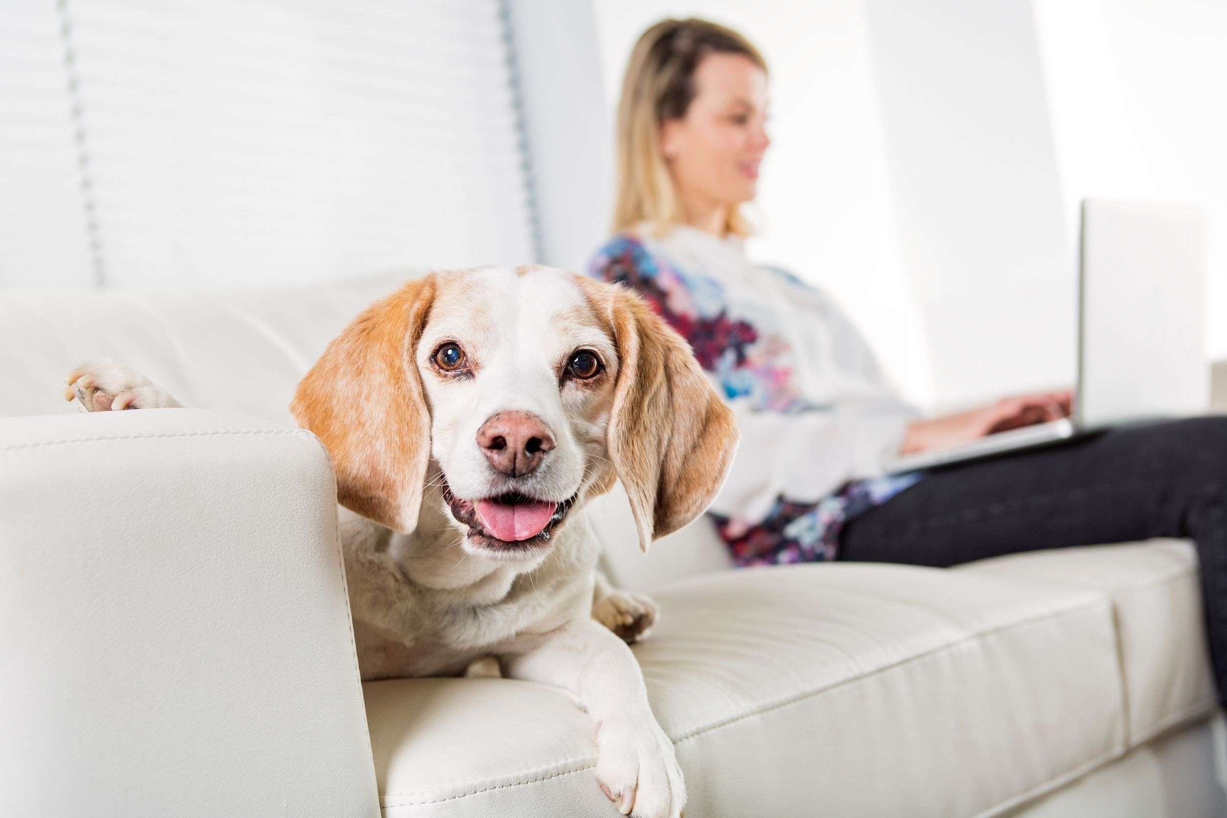 Cute dog on a couch