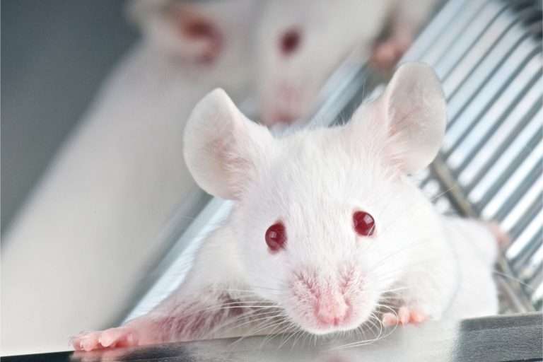 mouse that was in the ducts of a HVAC unit